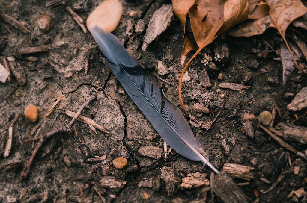 Feather Frenzy (RSPB)