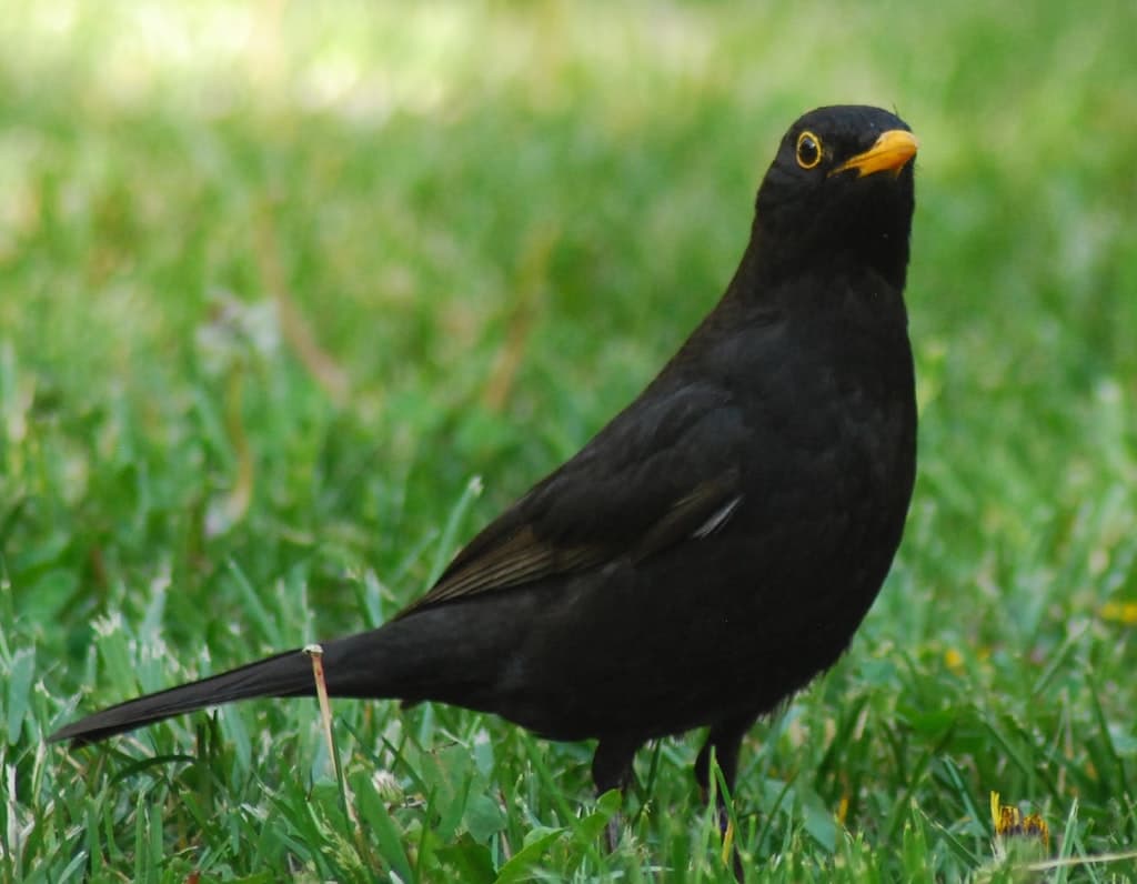 Blackbird Jigsaw