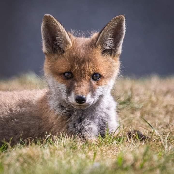 Fox Cub