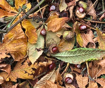 How To Press Leaves