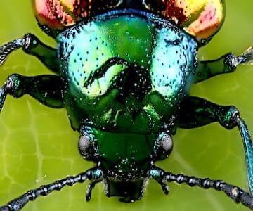 Where Do Minibeasts Live?